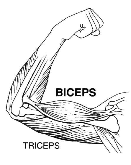 biceps triceps